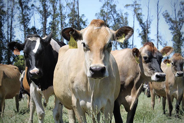 A cow looking at the camera with other cows in the background.