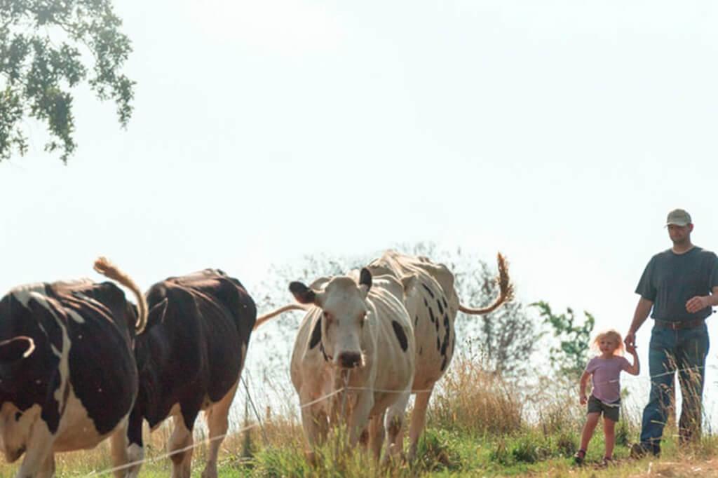 A man and a young girl walking behind cows in a field.