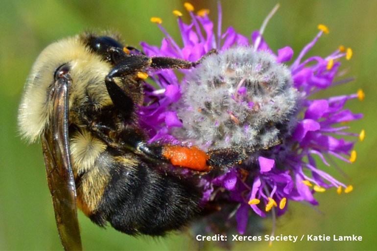 A close up of a real bee on a purple flower.
