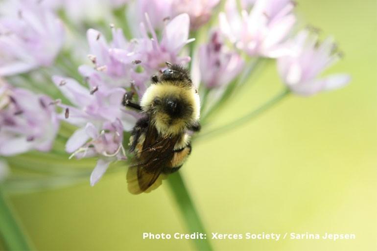 A close up of a real bee on a purple flower.