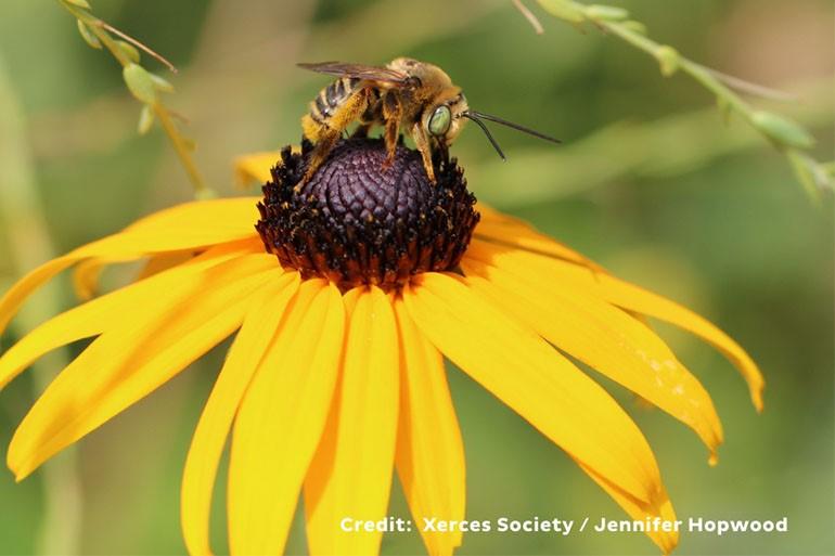 A close up of a real bee on a yellow flower.