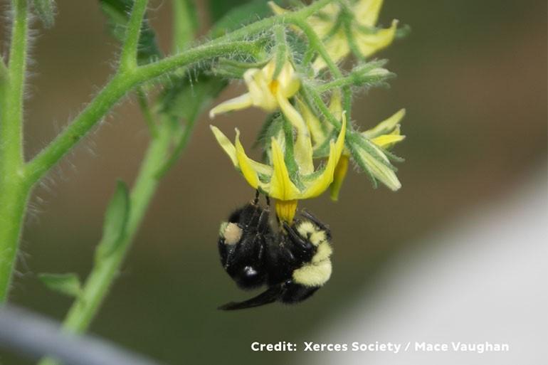 A close up of a real bee on a yellow flower.